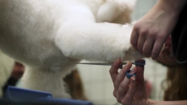 Dívka Krájí Bílého Maltského Psa Nůžkami Stole Upraveném Salónu Pro — Stock video