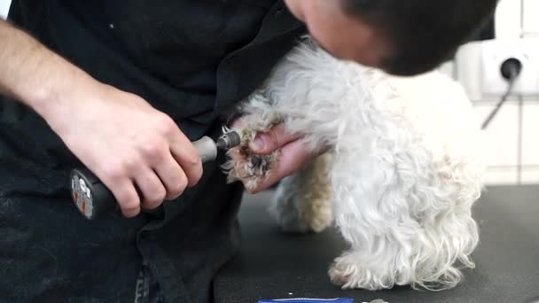 Homem Cortando Uma Pata Com Clipper Cão Branco Maltês Close — Vídeo de Stock