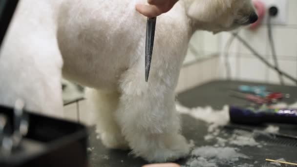 在美容美发沙龙里 一个女孩在桌子上用剪刀剪断了一只白色的恶狗 — 图库视频影像