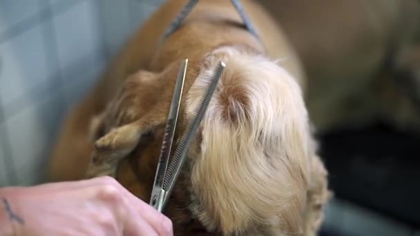 美容师在梳妆台上用剪刀把头发剪成褐色 然后把拉布拉多犬放在桌子上 — 图库视频影像