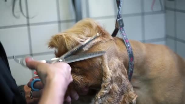 Groomer Κόβει Μαλλιά Στο Κεφάλι Ψαλίδι Καφέ Λαμπραντόρ Σκυλί Στο — Αρχείο Βίντεο