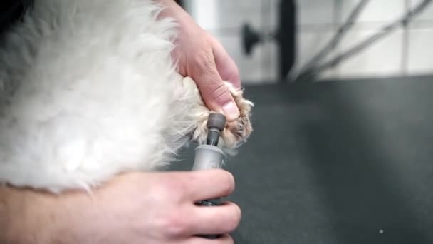 Man Clipping Paw Clipper White Dog Maltese Close Shot — Stock Video