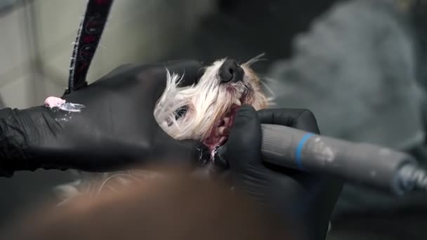 Muž Čistí Zuby Ultrazvukovým Strojem Bílého Psa Maltského Záběru Zblízka — Stock video