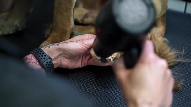 Groomer Dries Wool Brown Labrador Dog Table Grooming — Stock Video