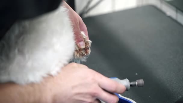 Man Trims Claws White Maltese Dog Clipper Close — Stock Video
