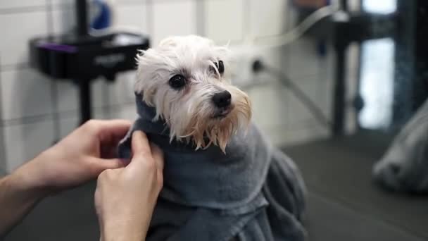 Injektorn Svepte Vit Maltesisk Hund Handduk Att Han Inte Skulle — Stockvideo