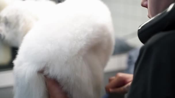 女孩在狗沙龙里梳理一只白色的恶狗 — 图库视频影像