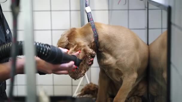 Groomer Droogt Wol Tot Bruine Labrador Hond Tafel Verzorging — Stockvideo