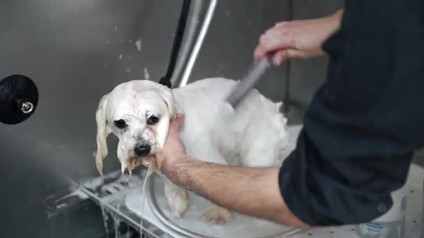 Facet Myje Biały Pies Maltański Zlewie Szamponem — Wideo stockowe
