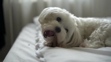 Beyaz köpek Maltese evdeki yatağı kemiriyor.