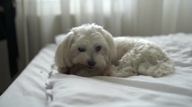 Beyaz köpek Maltese evdeki yatağı kemiriyor.