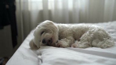 Beyaz köpek Maltese evdeki yatağı kemiriyor.