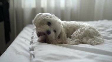 Beyaz köpek Maltese evdeki yatağı kemiriyor.