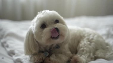 Beyaz köpek Maltese evdeki yatağı kemiriyor.