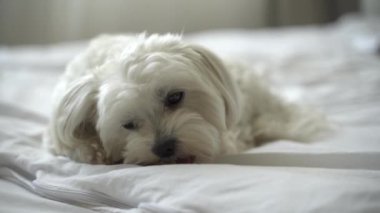 Beyaz köpek Maltese evdeki yatağı kemiriyor.