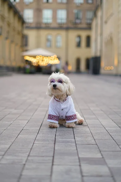 white dog in clothes and glasses on the grass. vyshyvanka clothes