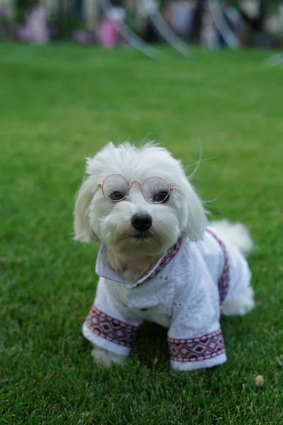 White Dog Clothes Glasses Grass Vyshyvanka Clothes — Stock Photo, Image