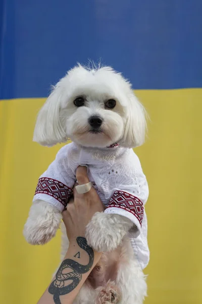 the girl is holding a dog in an vyshyvanka shirt. Clothes for animals. background Ukrainian flag