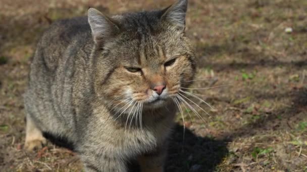 Άστεγο Χαριτωμένο Πολύχρωμο Γατάκι Έξω Αξιολάτρευτη Γάτα Του Δρόμου Που — Αρχείο Βίντεο