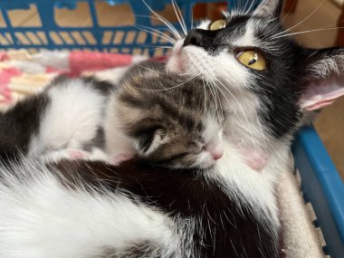 Siyah beyaz annesi olan küçük gri kedi yavrusu. Yeni doğmuş kedi. Yüksek kalite fotoğraf