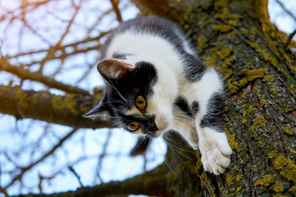 Чёрно Белая Кошка Спускается Коричневого Дерева Животные Дикой Природе Высокое — стоковое фото