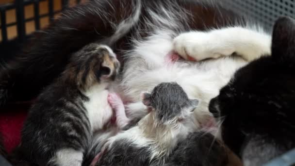 Stillen Neugeborener Babys Ein Neugeborenes Kätzchen Saugt Einer Katzenbrust Kätzchen — Stockvideo