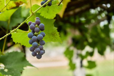 Blue grape rows in autumn foggy morning, vineyard. New vintage wine background concept, banner. High quality photo