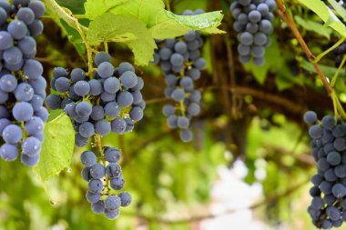 Multiple brunch of Shiraz grapes on vine. Large bunches of red wine grapes hang from a vine, warm background color. High quality photo