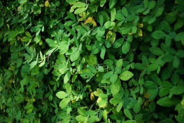 Bu Arachis pişmanlığı, Brezilya 'dan gelen süs bitkisi olarak kullanılan bir bitki.