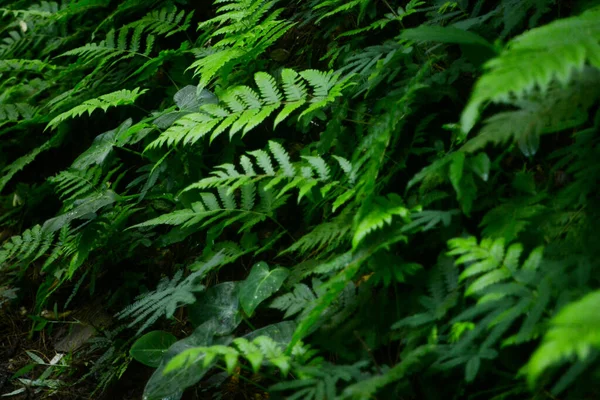 Fern Latin Polypodiopsidában Osztály Nem Virágzó Érrendszeri Növények Amelyek Valódi — Stock Fotó