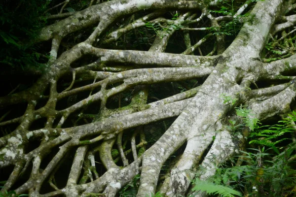 Vista Close Musgo Verde Crescendo Raízes Árvores — Fotografia de Stock