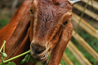 Sebze yiyen bir keçinin fotoğrafını çek.