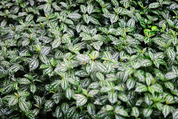 Tapete Foto Von Alumunium Pflanze Pilea Cadierei — Stockfoto