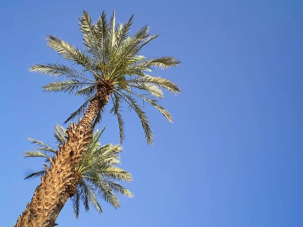 Palmboom Blauwe Lucht Achtergrond — Stockfoto