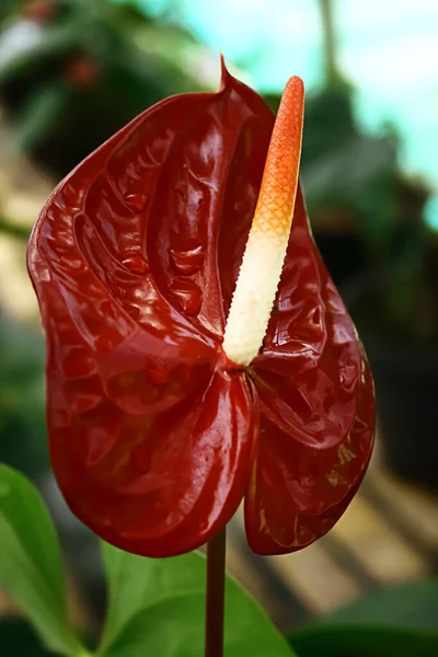 Bulanık arkaplanlı flamingo çiçekleri (Anthurium)