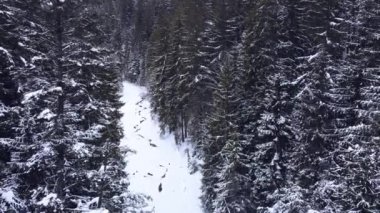 Hava manzaralı kış ormanı.