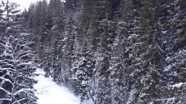Hava manzaralı kış ormanı.