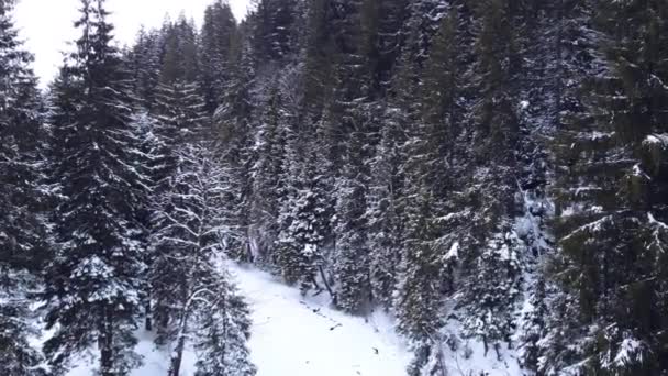 Vista aérea superior floresta de inverno. — Vídeo de Stock