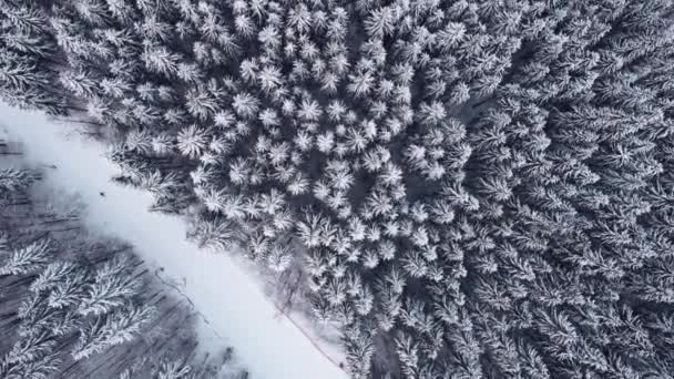 Зимний лес с высоты птичьего полета. — стоковое видео