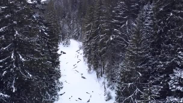 Letecký pohled shora zimní les. — Stock video