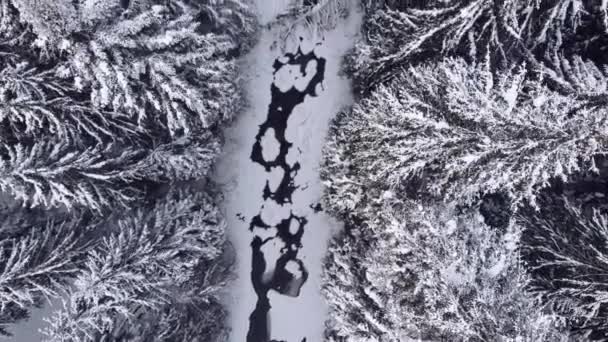 Vue aérienne de la forêt d'hiver. — Video