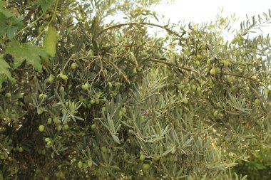 Zeytin ağaçlarında yeşil zeytin. Yüksek kalite fotoğraf