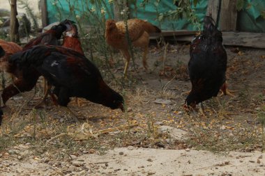 Otla beslenen siyah ve kahverengi bir tavuk. Yüksek kalite fotoğraf