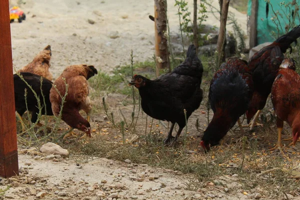 いくつかの黒と茶色の鶏は草の上にトウモロコシを食べる 高品質の写真 — ストック写真