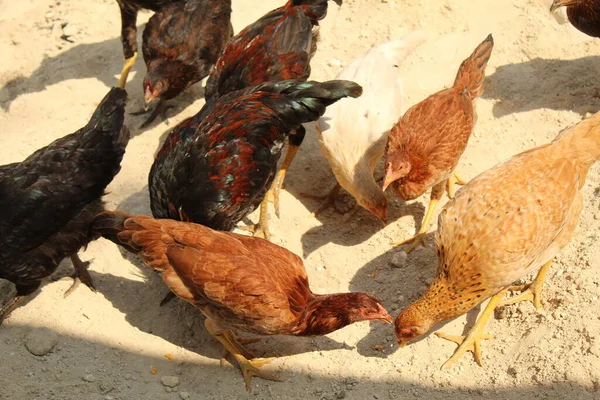 いくつかの黒と茶色の鶏は草の上にトウモロコシを食べる 高品質の写真 — ストック写真