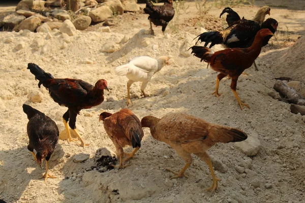 Poco Pollo Negro Marrón Alimentándose Con Maíz Hierba Foto Alta —  Fotos de Stock