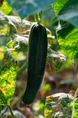 Olgunlaşmış yeşil salata salatalık bitkileriyle sera Fondi, Lazio, İtalya 'da tarım