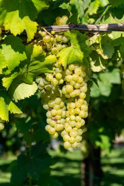 Terracina, Lazio, İtalya yakınlarındaki üzüm bağlarında olgunlaşan beyaz şarap muscat üzümleri.
