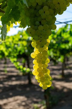 Terracina, Lazio, İtalya yakınlarındaki üzüm bağlarında olgunlaşan beyaz şarap muscat üzümleri.