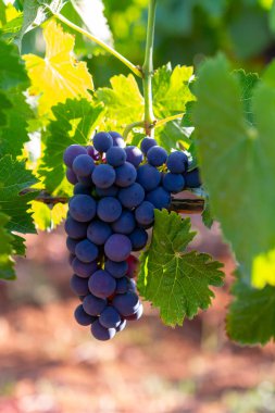 Terracina, Lazio, İtalya yakınlarındaki Campo Soriano 'daki yeşil üzüm bağlarında olgunlaşan kırmızı şarap merlot üzümleri.